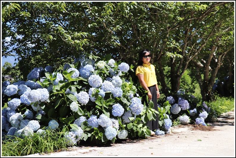 赤柯山繡球花-2020-06-47.jpg