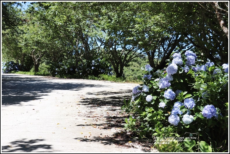 赤柯山繡球花-2020-06-54.jpg