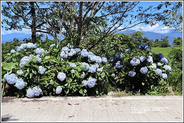 赤柯山繡球花-2020-06-56.jpg