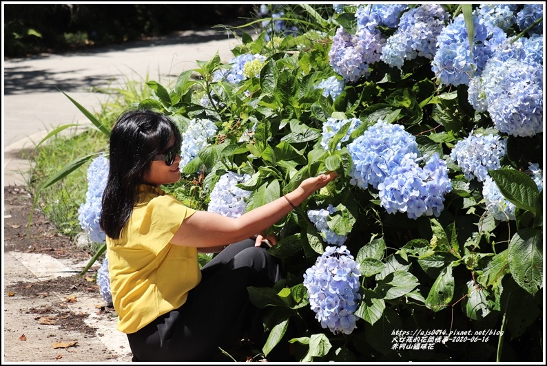 赤柯山繡球花-2020-06-59.jpg