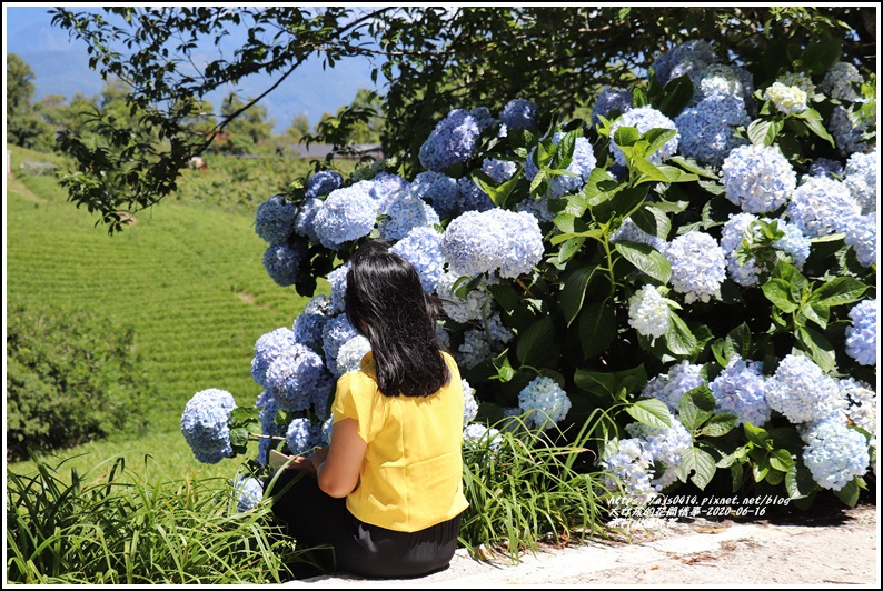 花蓮,玉里,赤柯山,小瑞士農場,繡球花,金針花,神木,花蓮戶外休閒