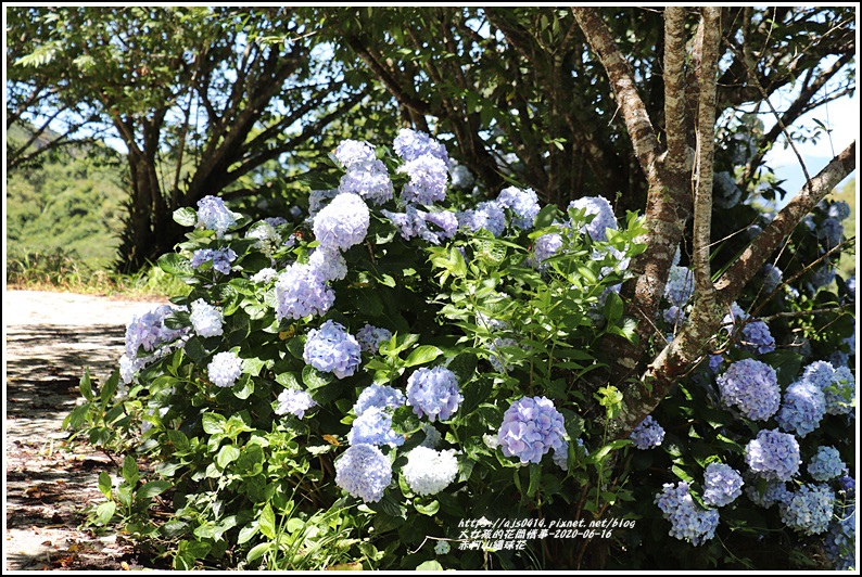 赤柯山繡球花-2020-06-62.jpg