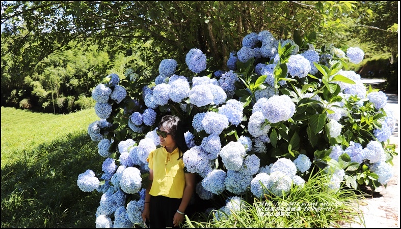 年赤柯山繡球花 六月漫遊金針花園區 不問萱草 而是追著紫陽花 輕旅行 年赤柯山繡球花 六月漫遊金針花園區 不問萱草 而是追著紫陽花 輕旅行