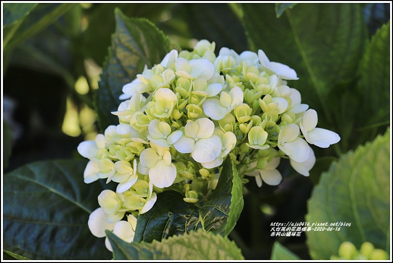 赤柯山繡球花-2020-06-71.jpg