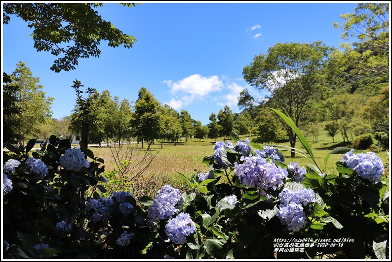 赤柯山繡球花-2020-06-74.jpg