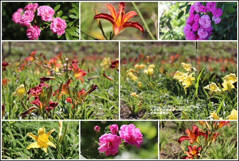 赤柯山繡球花-2020-06-76.jpg