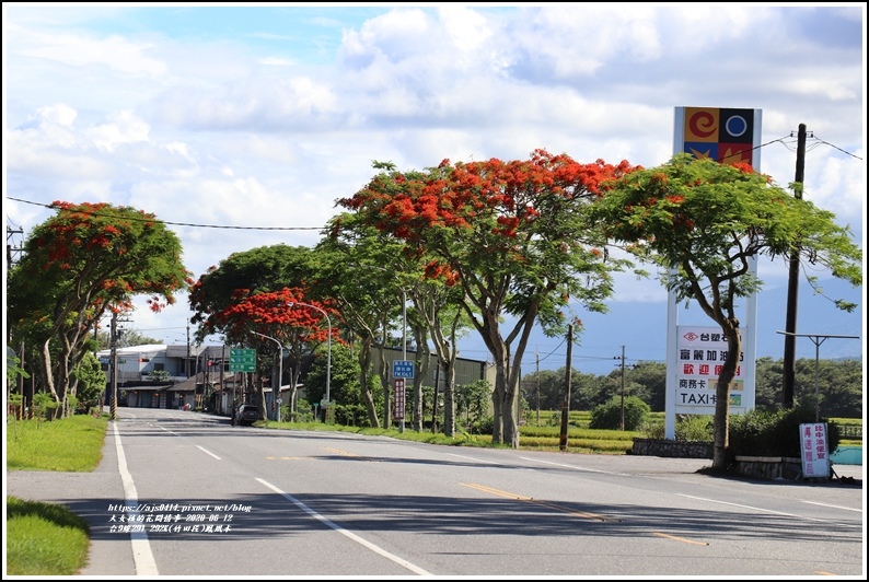 台9線291-292K(竹田段)鳳凰木-2020-06-27.jpg