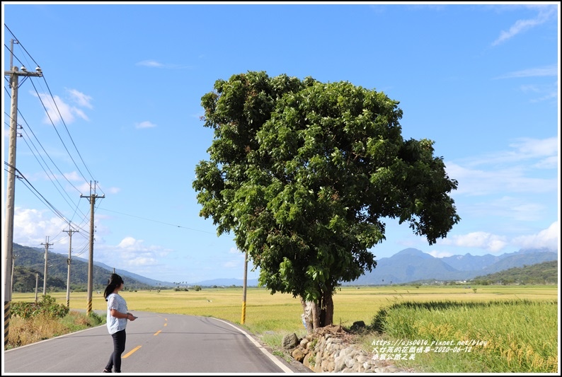 卓富公路,花75線,崙天大橋,izukan布農部落,台9線,鳳凰木,長富大橋,花蓮,花蓮景點