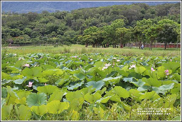 漂鳥197-2020年大地藝術季(大坡池)-2020-06-29.jpg