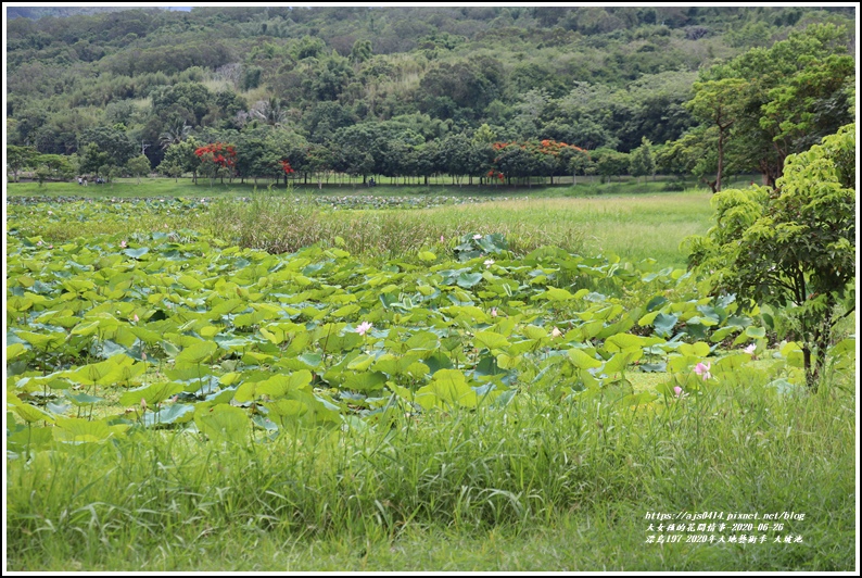 漂鳥197-2020年大地藝術季(大坡池)-2020-06-32.jpg