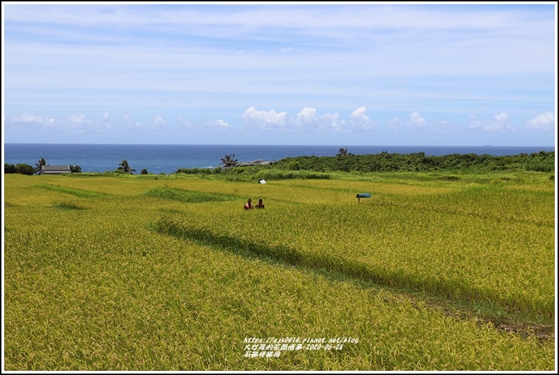 豐濱石梯坪梯田-2020-06-04.jpg