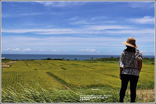 豐濱石梯坪梯田-2020-06-10.jpg