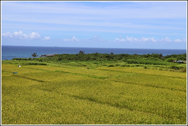 豐濱石梯坪梯田-2020-06-12.jpg