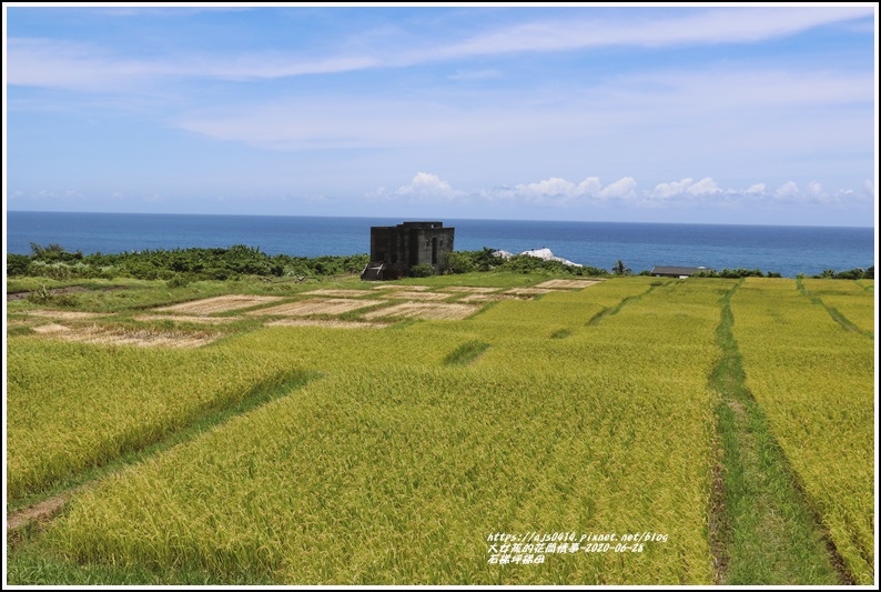 豐濱石梯坪梯田-2020-06-20.jpg