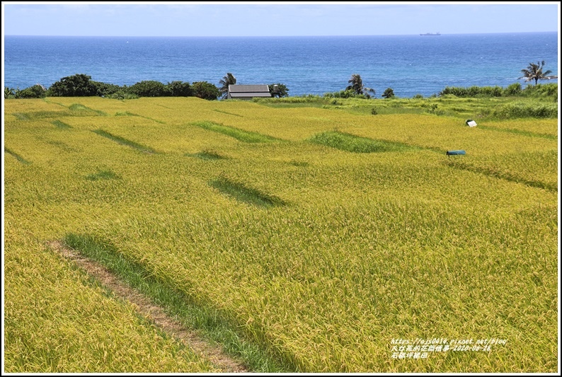 花蓮,豐濱,石梯坪,稻田,花蓮景點,港口