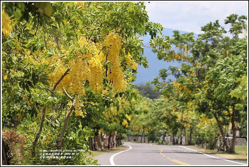 花蓮193阿勃勒(樂德公路)-2020-06-03.jpg