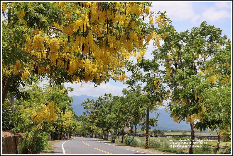 花蓮193阿勃勒(樂德公路)-2020-06-01.jpg