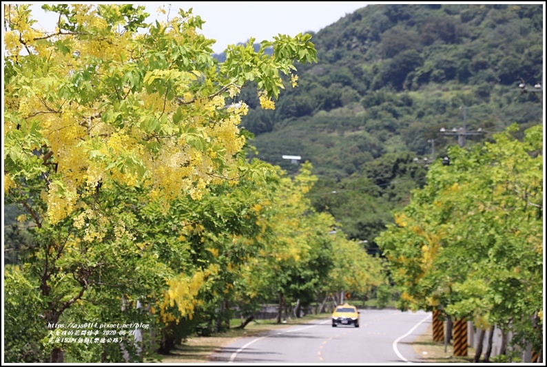 花蓮193阿勃勒(樂德公路)-2020-06-08.jpg