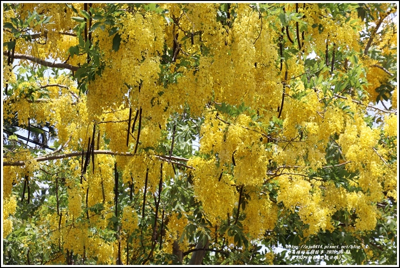 花蓮193阿勃勒(樂德公路)-2020-06-07.jpg