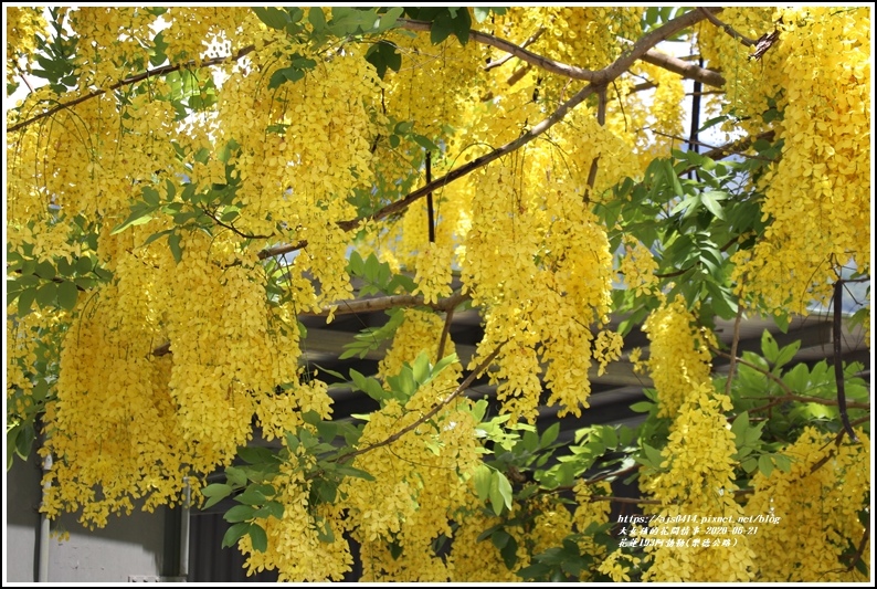 花蓮193阿勃勒(樂德公路)-2020-06-12.jpg