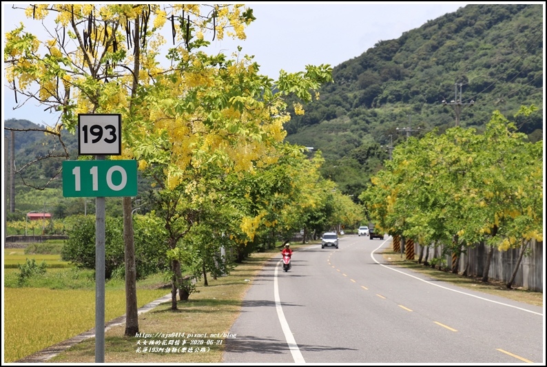 花蓮193阿勃勒(樂德公路)-2020-06-09.jpg