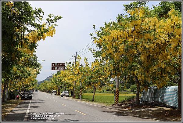 花蓮193阿勃勒(樂德公路)-2020-06-20.jpg