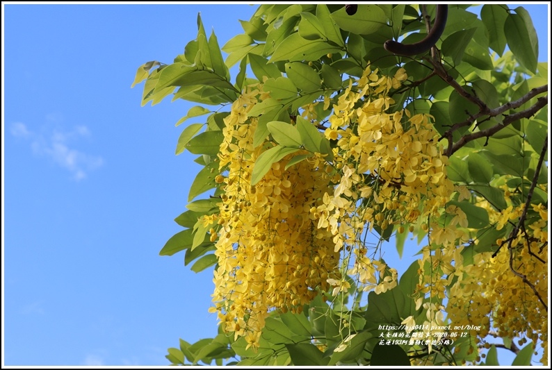 花蓮193阿勃勒(樂德公路)-2020-06-22.jpg