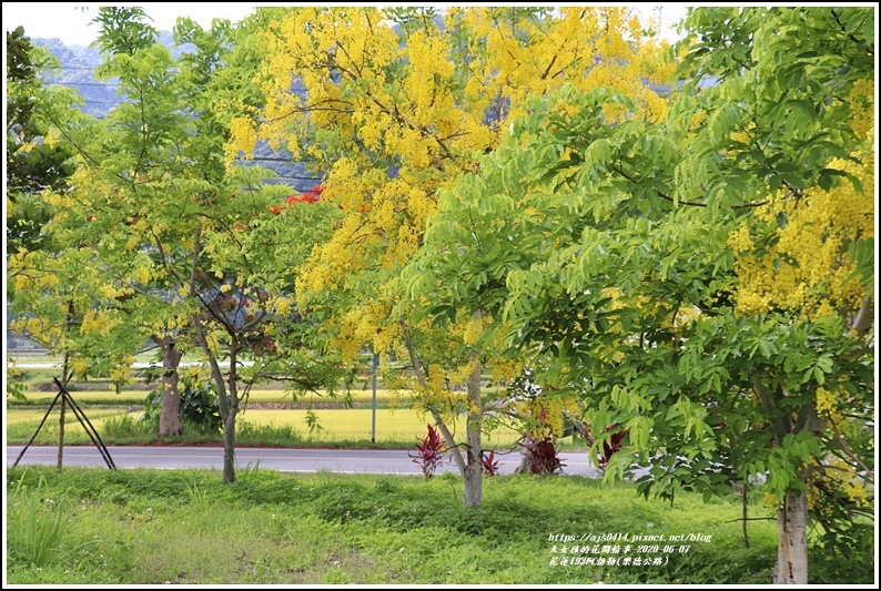 花蓮193阿勃勒(樂德公路)-2020-06-29.jpg