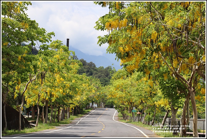 花蓮193阿勃勒(樂德公路)-2020-06-41.jpg