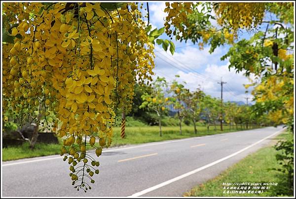 花蓮193阿勃勒(樂德公路)-2020-06-53.jpg