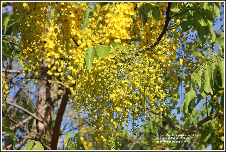 花蓮193阿勃勒(樂德公路)-2020-06-56.jpg