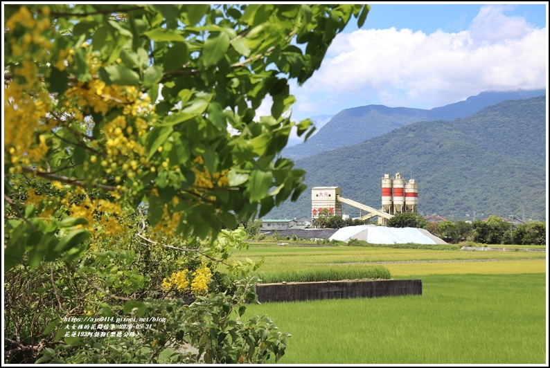 花蓮193阿勃勒(樂德公路)-2020-06-74.jpg