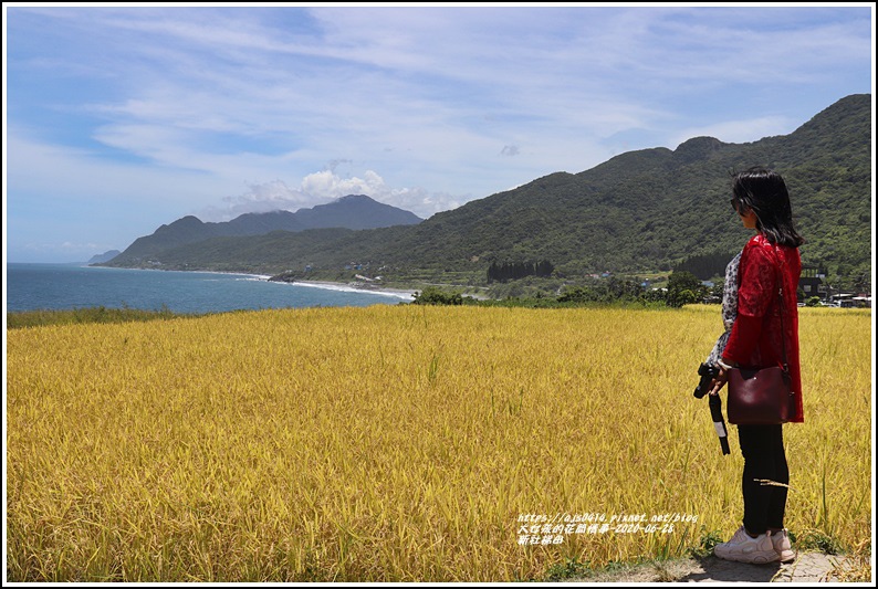 新社梯田,東海岸,稻海,石梯坪,花東海岸線,台11線,夢幻鞦韆,花蓮,豐濱,海稻田,海梯田,稻浪,新社部