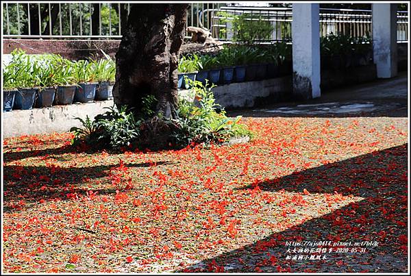 玉里松浦國小鳳凰木-2020-05-05.jpg