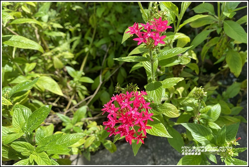 青陽蝴蝶農園-2020-07-10.jpg