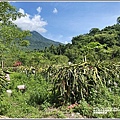 青陽蝴蝶農園-2020-07-08.jpg