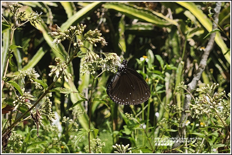 青陽蝴蝶農園-2020-07-15.jpg