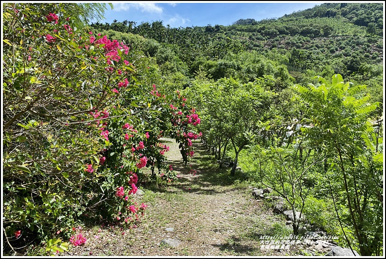 青陽蝴蝶農園-2020-07-22.jpg