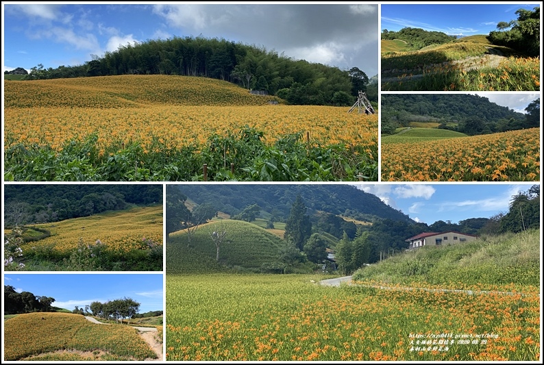 赤柯山金針花海-2020-08-09.jpg