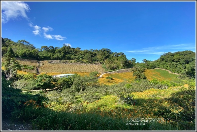 赤柯山金針花海-2020-08-47.jpg