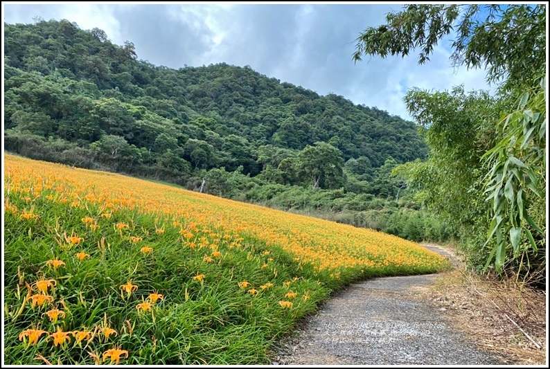 赤柯山小瑞士杉林木-2020-08-02.jpg