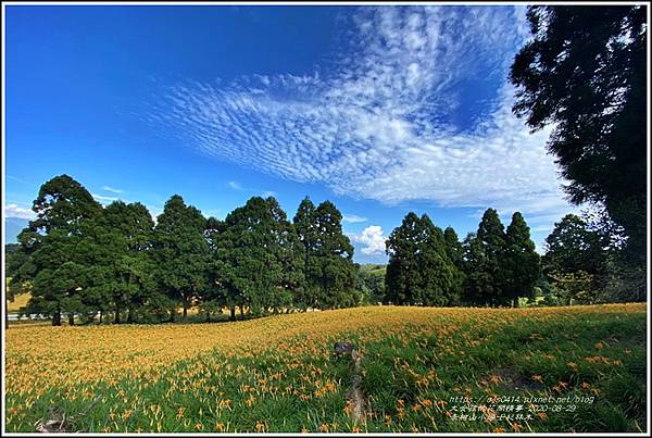 赤柯山小瑞士杉林木-2020-08-06.jpg