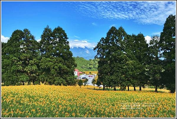 赤柯山小瑞士杉林木-2020-08-11.jpg