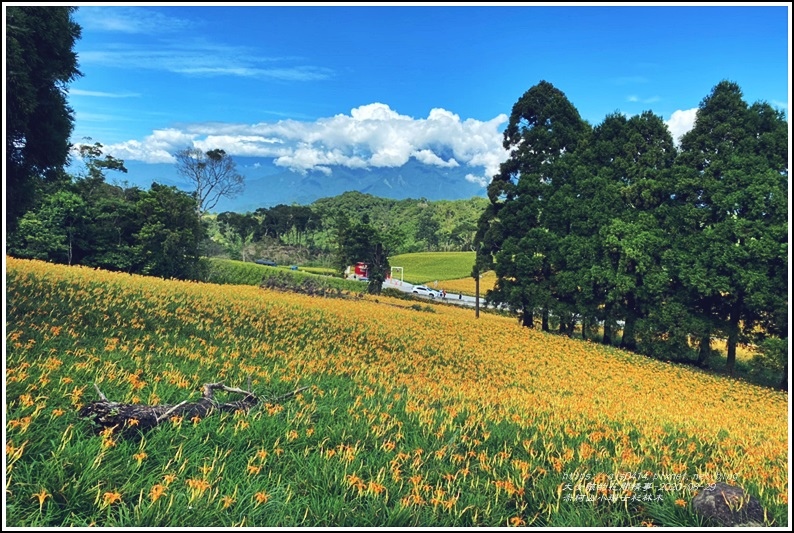 赤柯山小瑞士杉林木-2020-08-12.jpg