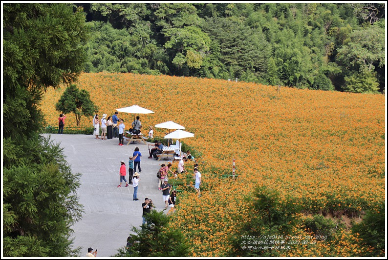 赤柯山小瑞士杉林木-2020-08-14.jpg