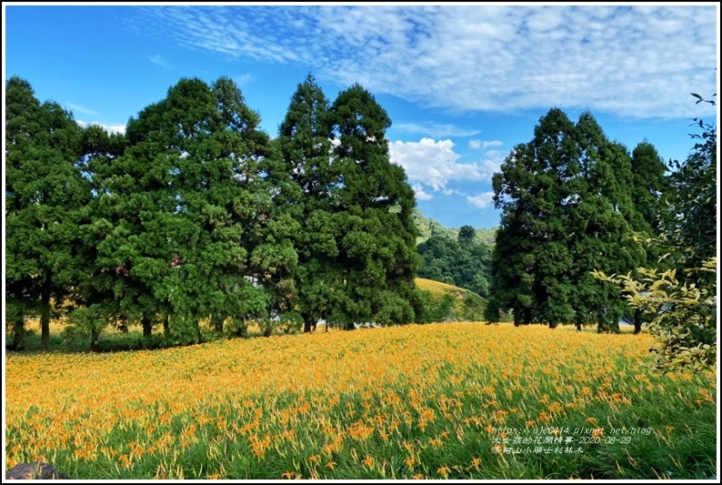 赤柯山小瑞士杉林木-2020-08-13.jpg