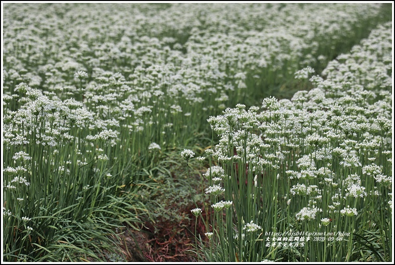 吉安九月雪(韭菜花田)-2020-09-03.jpg