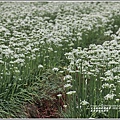 吉安九月雪(韭菜花田)-2020-09-03.jpg