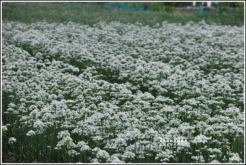 吉安九月雪(韭菜花田)-2020-09-06.jpg