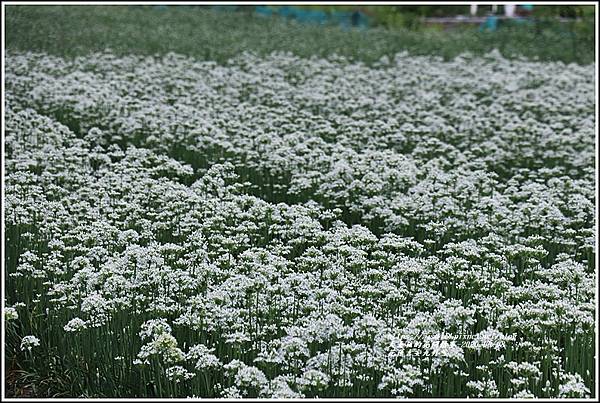 吉安九月雪(韭菜花田)-2020-09-06.jpg